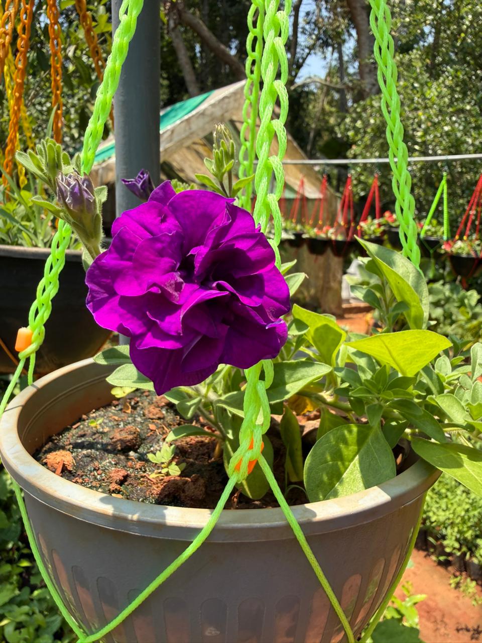 Purple Multipetal Petunia Nadan Rare Flowering Live Plant