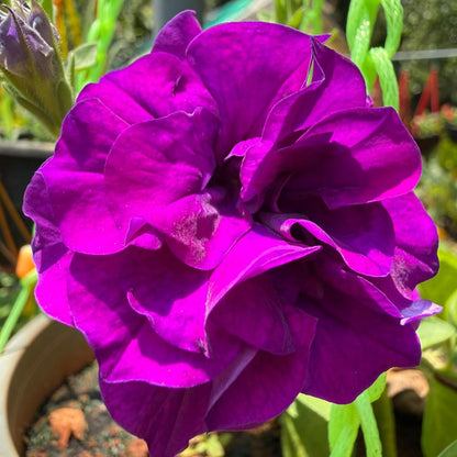 Purple Multipetal Petunia Nadan Rare Flowering Live Plant