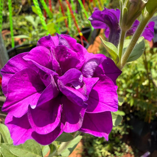 Purple Multipetal Petunia Nadan Rare Flowering Live Plant