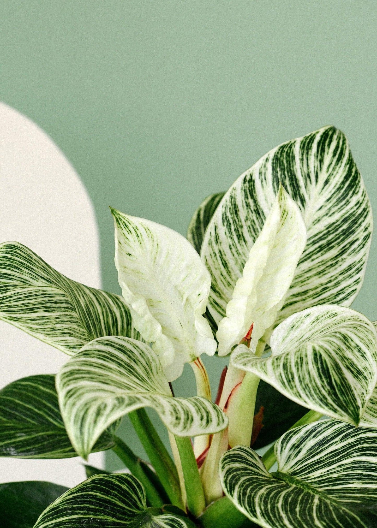 Bees Plant Hub Philodendron 'Birkin' Indoor / Outdoor Live Plant