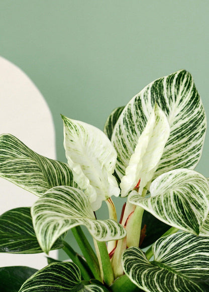 Bees Plant Hub Philodendron 'Birkin' Indoor / Outdoor Live Plant