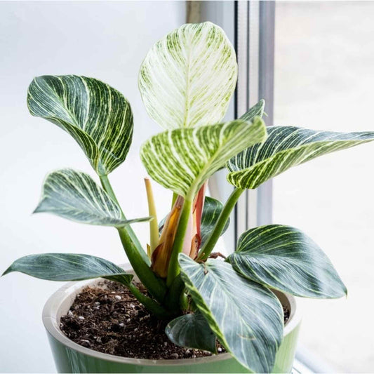Bees Plant Hub Philodendron 'Birkin' Indoor / Outdoor Live Plant