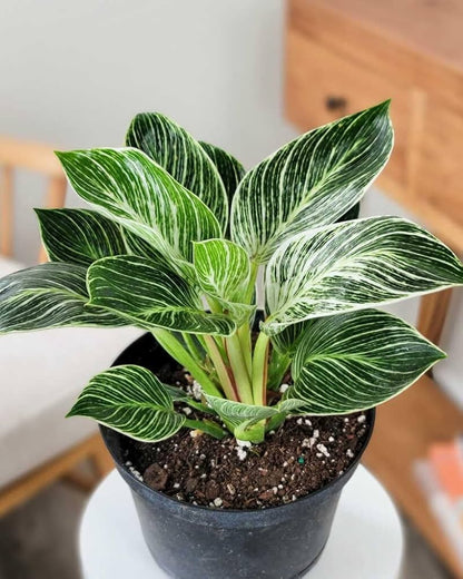 Bees Plant Hub Philodendron 'Birkin' Indoor / Outdoor Live Plant
