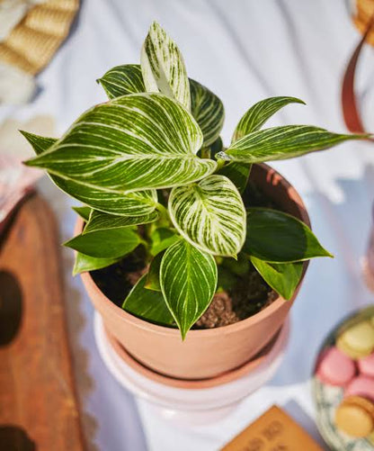 Bees Plant Hub Philodendron 'Birkin' Indoor / Outdoor Live Plant