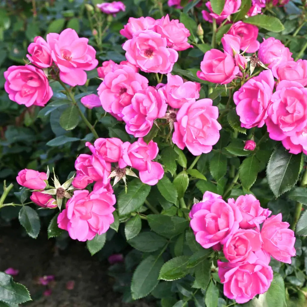 Bees Plant Hub Pink Button Rose Live Plant