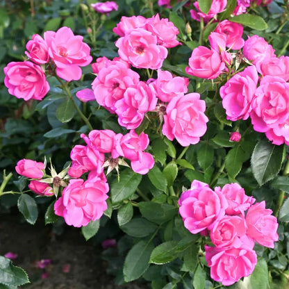 Bees Plant Hub Pink Button Rose Live Plant