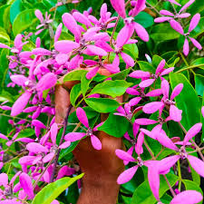 Bees Plant Hub Colourful Creeper Trio - Congea, White Petrea and Blue Petrea Combo Live Plant