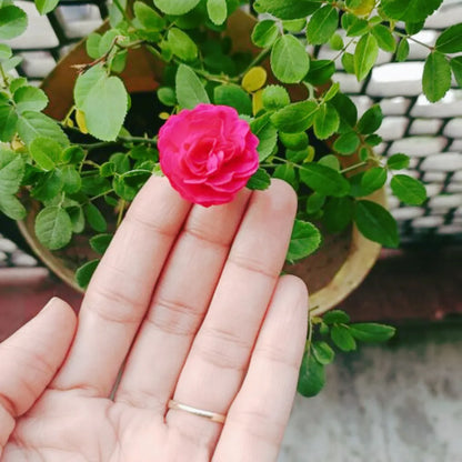 Bees Plant Hub Pink Creeper / Climbing Rose Live Plant