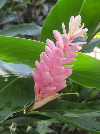 Bees Plant Hub Alpinia Ginger Red, Pink and White Combo Flowering Live Plant
