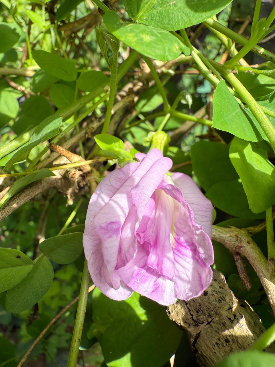 Bees Plant Hub Pink Speckled Clitoria (Butterfly Pea) Rare Flowering Live Plant
