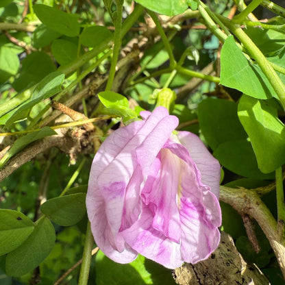 Bees Plant Hub Pink Speckled Clitoria (Butterfly Pea) Rare Flowering Live Plant