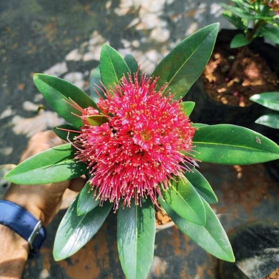 Bees Plant Hub Crimson Penda / First Love Dark Pink (Rosida) Flowering Live Plant
