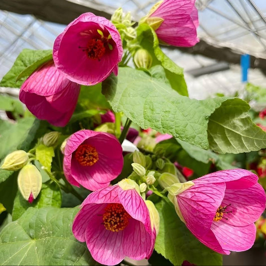 Bees Plant Hub Pink Lantern Hibiscus Flowering Live Plant