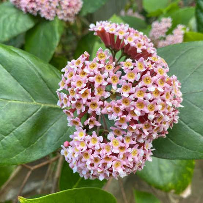 Bees Plant Hub Pink Panama Rose (Arachnothryx leucophylla) All Time Flowering Live Plant