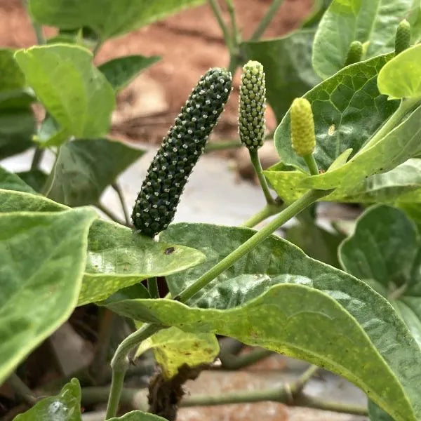 Arudra Nakshatra Trees (Long pepper / Pippali (Piper longum) Live Plant)