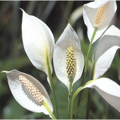 Peace Lily / Spathiphyllum Variegated Indoor Plant