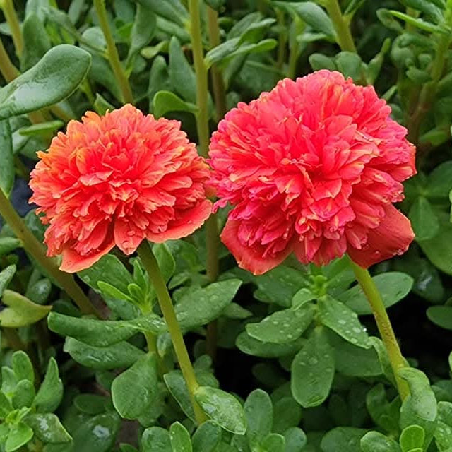 Portulaca red multipetal / Cinderella table rose  Beautiful Trailing Flowering Plant