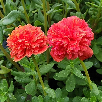Portulaca red multipetal / Cinderella table rose  Beautiful Trailing Flowering Plant