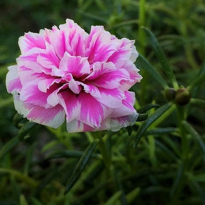 Portulaca Babypink multipetal / Cinderella table rose  Beautiful Trailing Flowering Plant