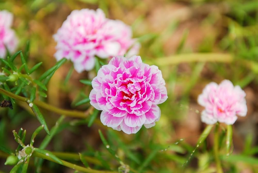 Portulaca Babypink multipetal / Cinderella table rose  Beautiful Trailing Flowering Plant