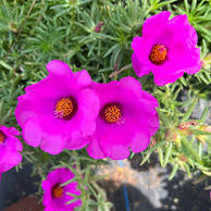 Portulaca Darkpink singlepetal / Table rose  Beautiful Trailing Flowering Plant