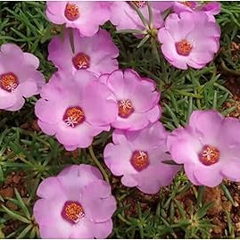 Portulaca Babypink singlepetal / Table rose  Beautiful Trailing Flowering Plant