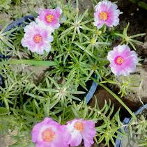 Portulaca Babypink singlepetal / Table rose  Beautiful Trailing Flowering Plant