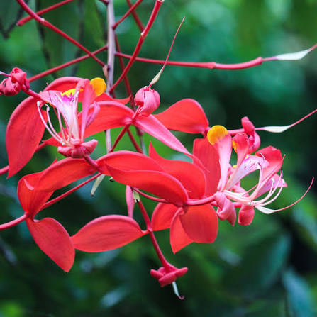 Bees Plant Hub Pride of Burma (Amherstia Nobilis) Simsapa Layered Live Plant