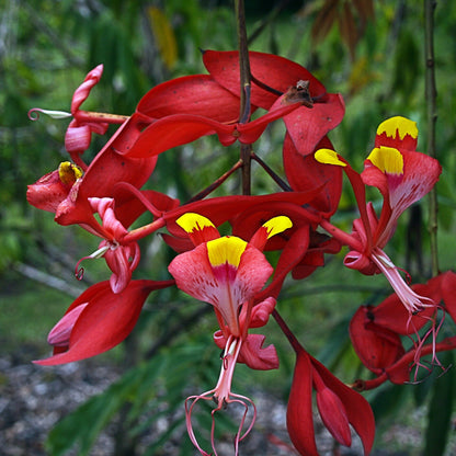 Bees Plant Hub Pride of Burma (Amherstia Nobilis) Simsapa Layered Live Plant