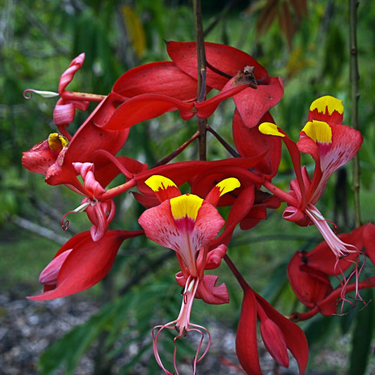 Bees Plant Hub Pride of Burma (Amherstia Nobilis) Simsapa Layered Live Plant