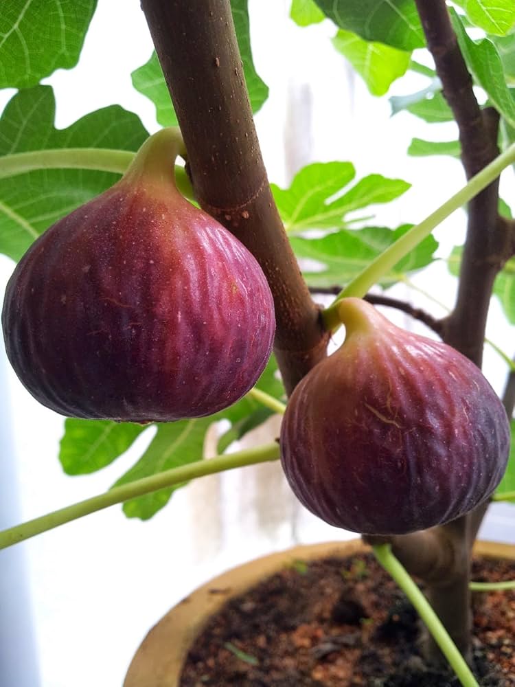 Bees Plant Hub Pune Red Fig Live Plant (Ficus carica)