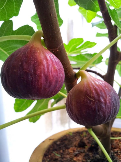 Bees Plant Hub Pune Red Fig Live Plant (Ficus carica)