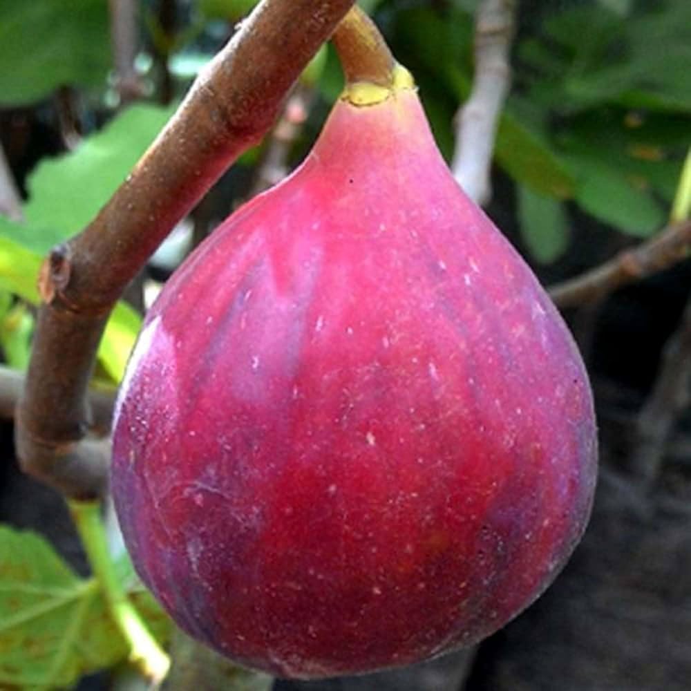 Bees Plant Hub Pune Red Fig Live Plant (Ficus carica)