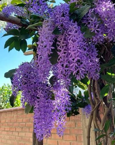 Bees Plant Hub Colourful Creeper Trio - Congea, White Petrea and Blue Petrea Combo Live Plant