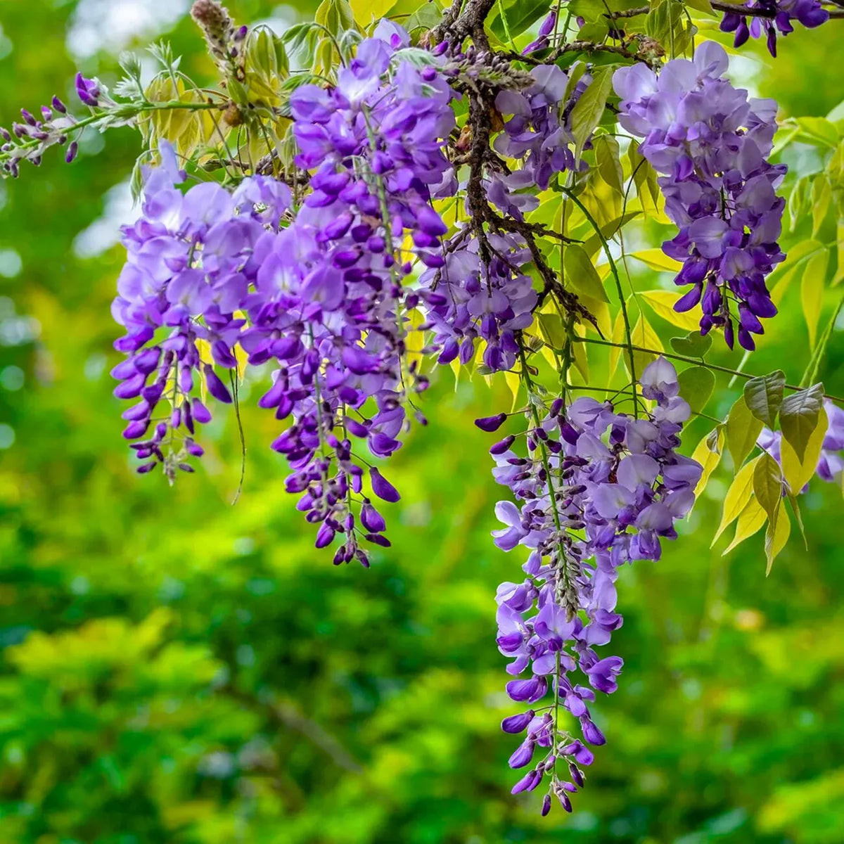 Bees Plant Hub Chinese Wisteria Purple Rare Fragrant Flowering Live Plant