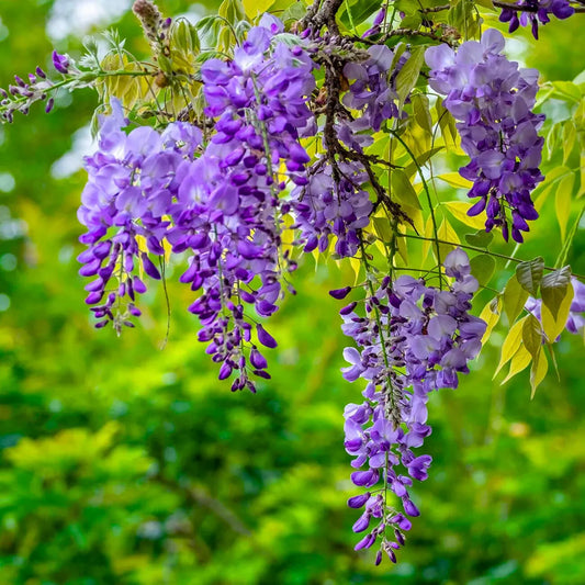 Bees Plant Hub Chinese Wisteria Purple Rare Fragrant Flowering Live Plant
