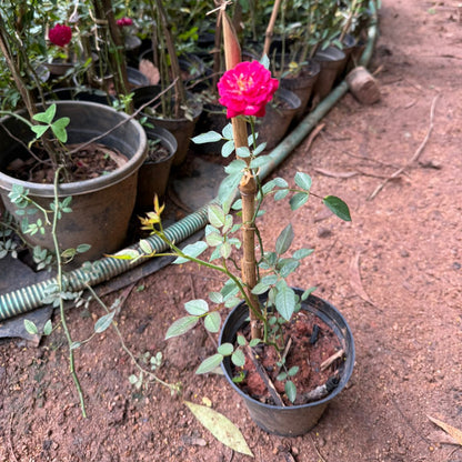 Ramblin Red Creeper/Climber Rose Live Plant