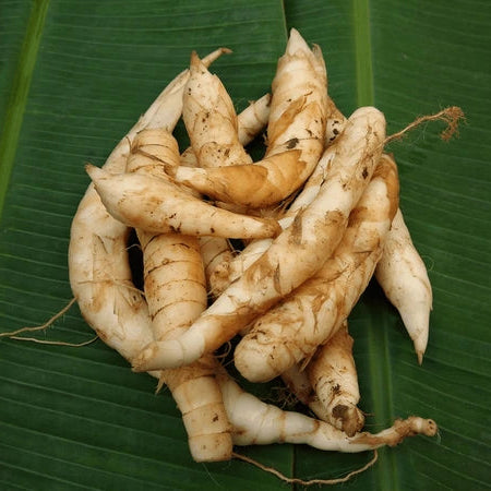 Arrowroot (Maranta arundinacea) Live  Plant