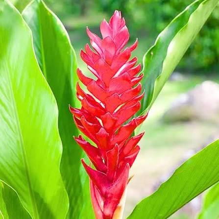 Bees Plant Hub Alpinia Ginger Red, Pink and White Combo Flowering Live Plant