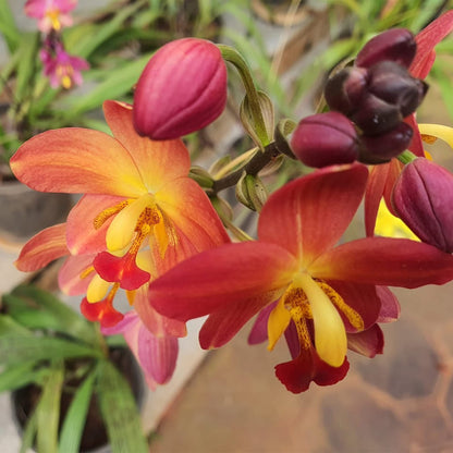 Bees Plant Hub Spathoglottis plicata Red Ground Orchid