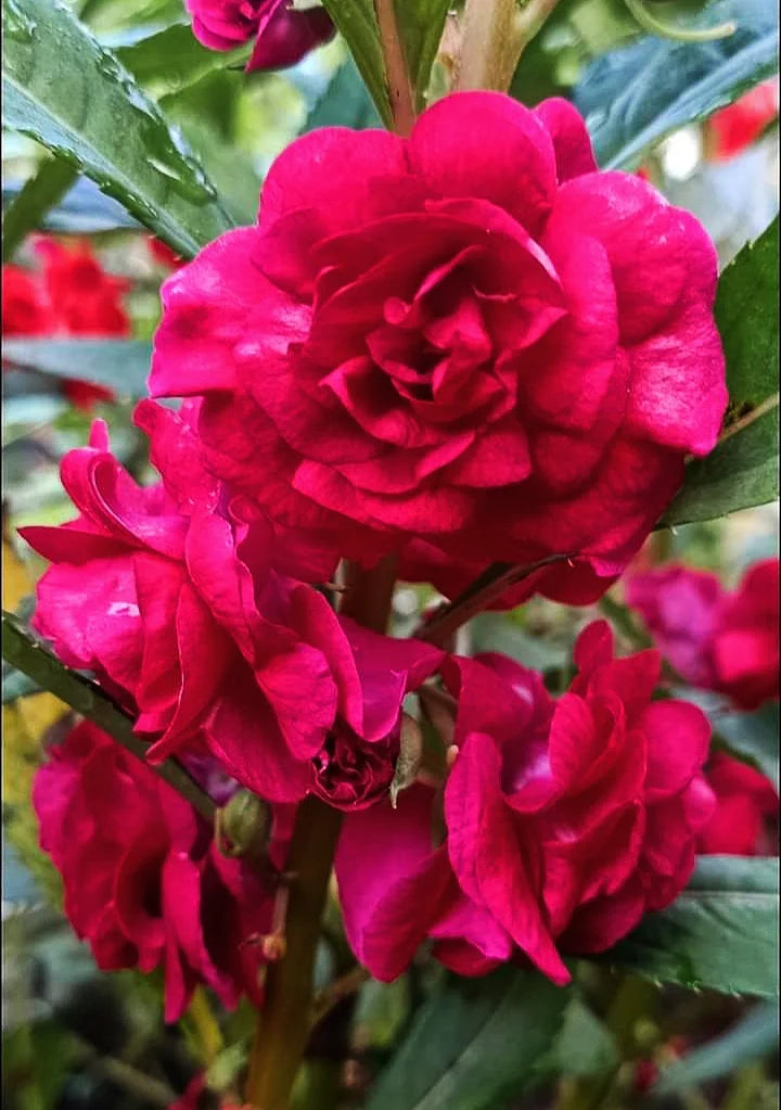Multipetal  Red  balsam / impatient Red multipetal  Rare All Time Flowering Live Plant