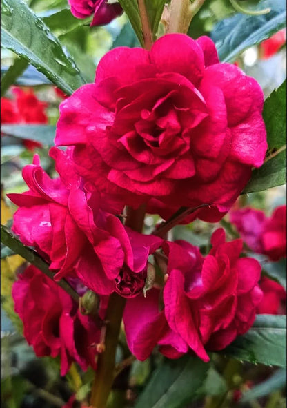 Multipetal  Red  balsam / impatient Red multipetal  Rare All Time Flowering Live Plant