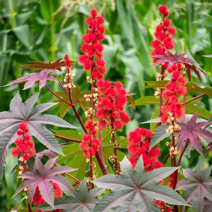 Dwarf Red Castor Seeds - Open Pollinated