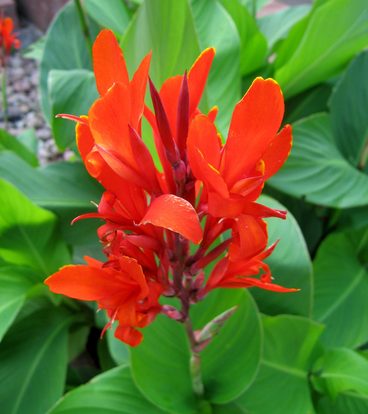 Bees Plant Hub Red Canna Lily / Indian Shot (Canna indica) Flowering Live Plant