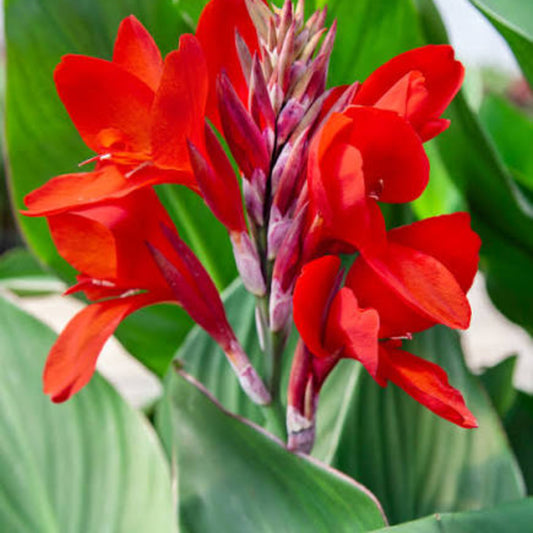 Bees Plant Hub Red Canna Lily / Indian Shot (Canna indica) Flowering Live Plant