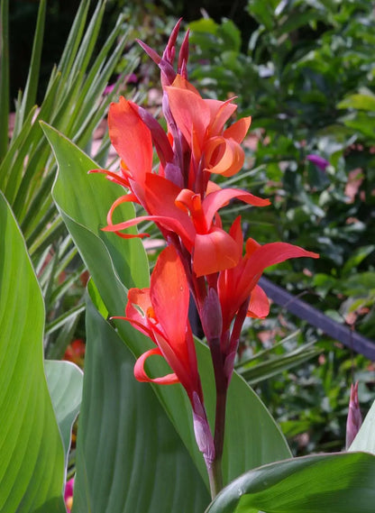Bees Plant Hub Red Canna Lily / Indian Shot (Canna indica) Flowering Live Plant