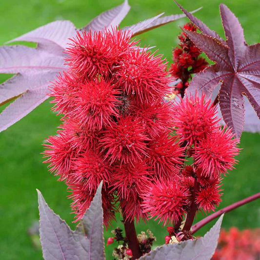 Dwarf Red Castor Seeds - Open Pollinated