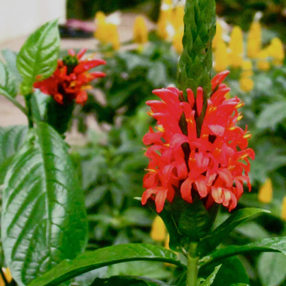 Jacobina All Time Flowering Live Plants (Pack of 3) Red, Pink and Yellow