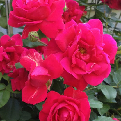 Bees Plant Hub Red Kashmiri Rose Live Plant