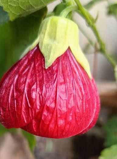 Bees Plant Hub Red Lantern Hibiscus Flowering Live Plant